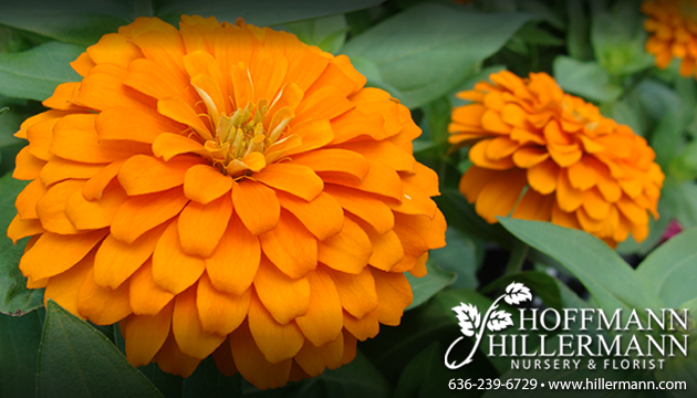 Orange zinnia plant blooms at Hoffmann Hillermann Nursery and Florist - www.hillermann.com. Staff photo by Diane O.