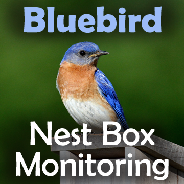 Picture of a bluebird with text - Bluebird Nest Box Monitoring 