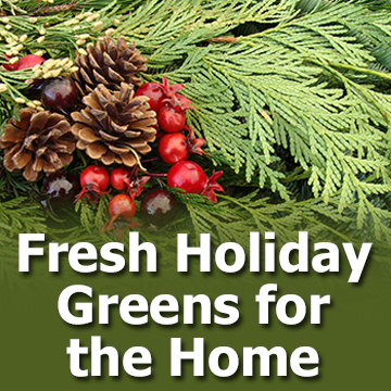 Fresh Holiday Greens for the Home