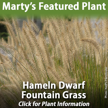 Hameln Dwarf Fountain Grass available at Hoffmann Hillermann Nursery and Florist - www.hillermann.com. Photo courtesy of NetPS Plant Finder