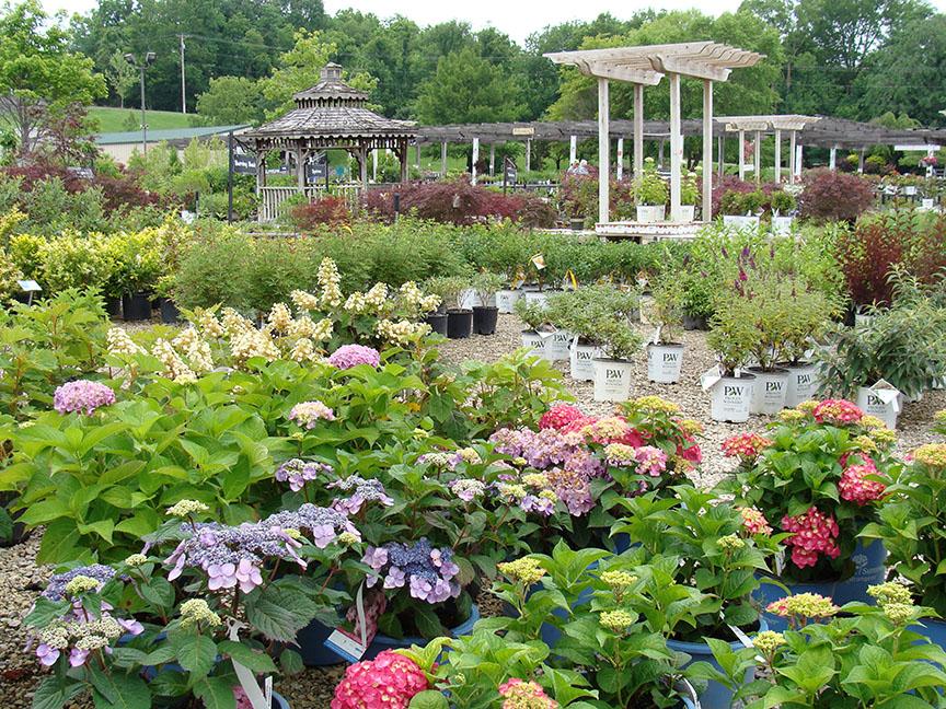 Picture of the Nursery Lot with lots of plants at Hillermann Nursery and Florist. 6-6-22 By Diane O.