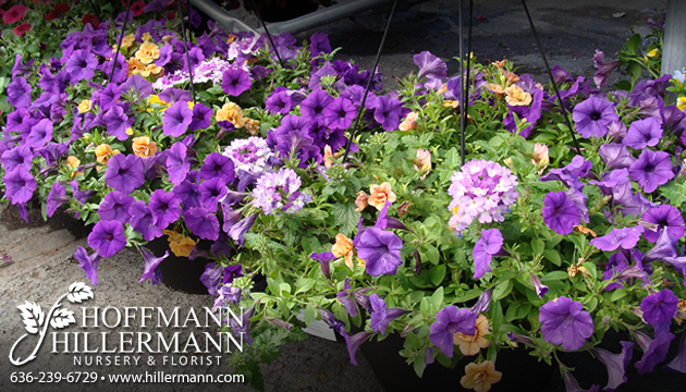 Blooming Hanging Baskets  available at and photo taken at Hoffmann Hillermann Nursery and Florist - www.hillermann.com. Staff photo by Diane O.