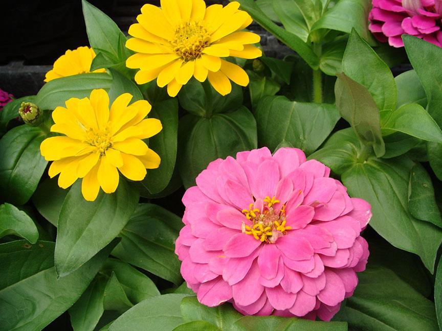 Blooming Zinnia flower plants available at Hoffmann Hillermann Nursery and Florist. Staff photo by Diane O.