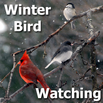 Birds on tree branches in winter with snow falling