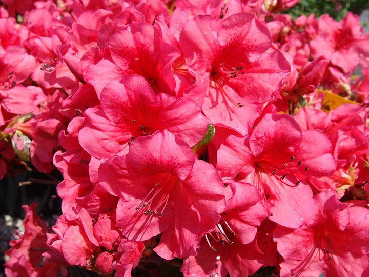 Girards Crimson Azalea Blooms - plants available at Hoffmann Hillermann Nursery and Florist - www.hillermann.com. Staff photo by Diane O.