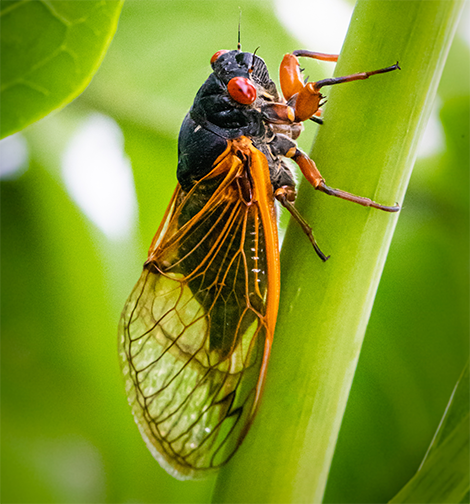 Periodical Cicada - photo credit - Canva