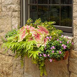 Window box container garden from Proven Winners - www.provenwinners.com