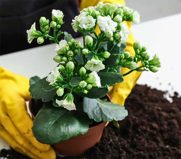 Houseplant being re-potted. Photo credit - Canva