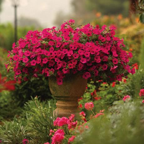 Colorful container garden from Proven Winners - www.provenwinners.com