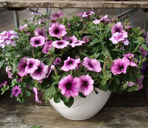 Hanging Basket at Hillermann Nursery and Florist