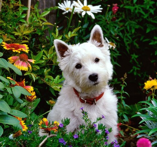 Dog in a home flower garden