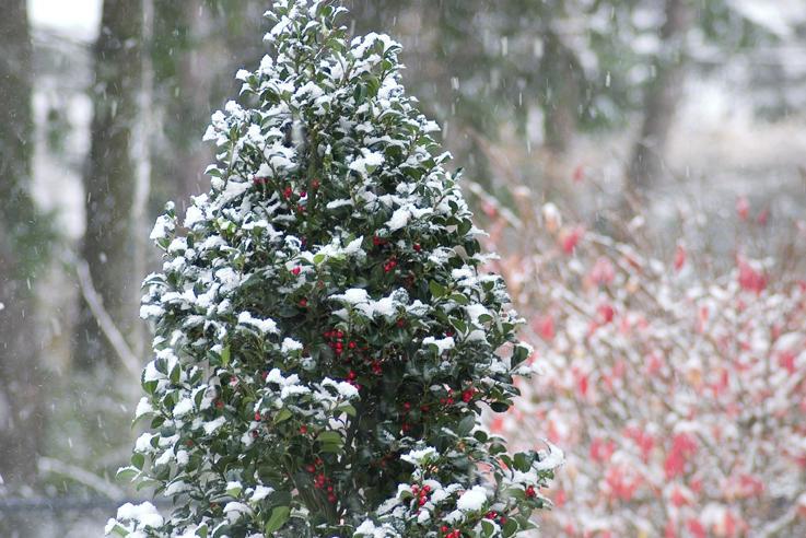 Castle Spire Holly shrub in a snowy landscape. Photo credit - Proven Winners.