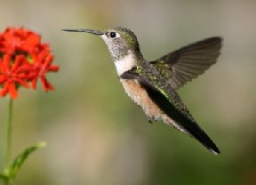 Hummingbird at flower