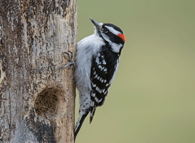 Downy Woodpecker on a tree trunk