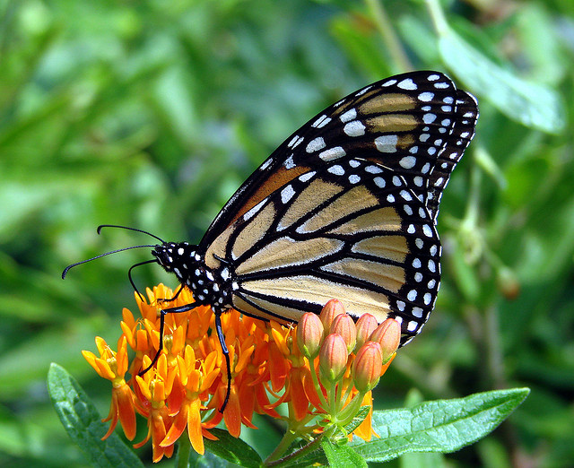 Monarch butterfly on butterfly weed blooms