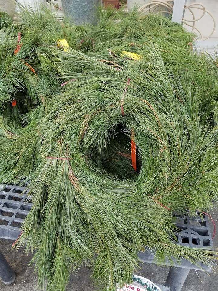 Fresh evergreen pine roping for holiday decorating available at Hillermann Nursery and Florist