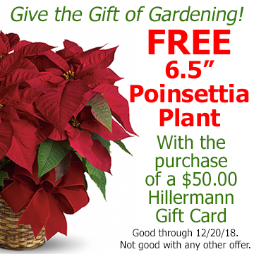 FREE 6.5 inch Poinsettia Plant with the purchase of a $50.00 Hillermann Gift Card. Good through 12-20-18.