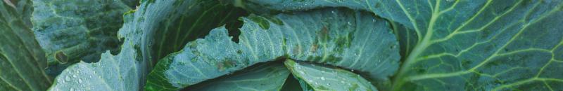 Cool season vegetable picture heading