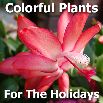 Pretty Christmas cactus picture with text - Colorful Plants for the Holidays