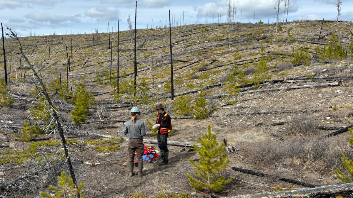 Two researchers standing in a forest in British Columbia after a wildfire. There are burned trees on the landscape and short vegetation.