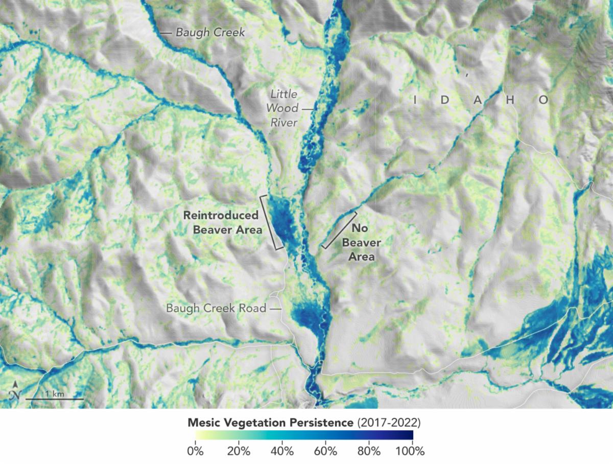 Landsat data helps Utah State University identify streams where beavers can be reintroduced to help improve an ecosystem. Boise State University also uses Landsat data to show just how much beavers help. The vegetation in this satellite image indicates where streams or creeks are flowing and reveals the benefits of beaver activity. Credit: NASA