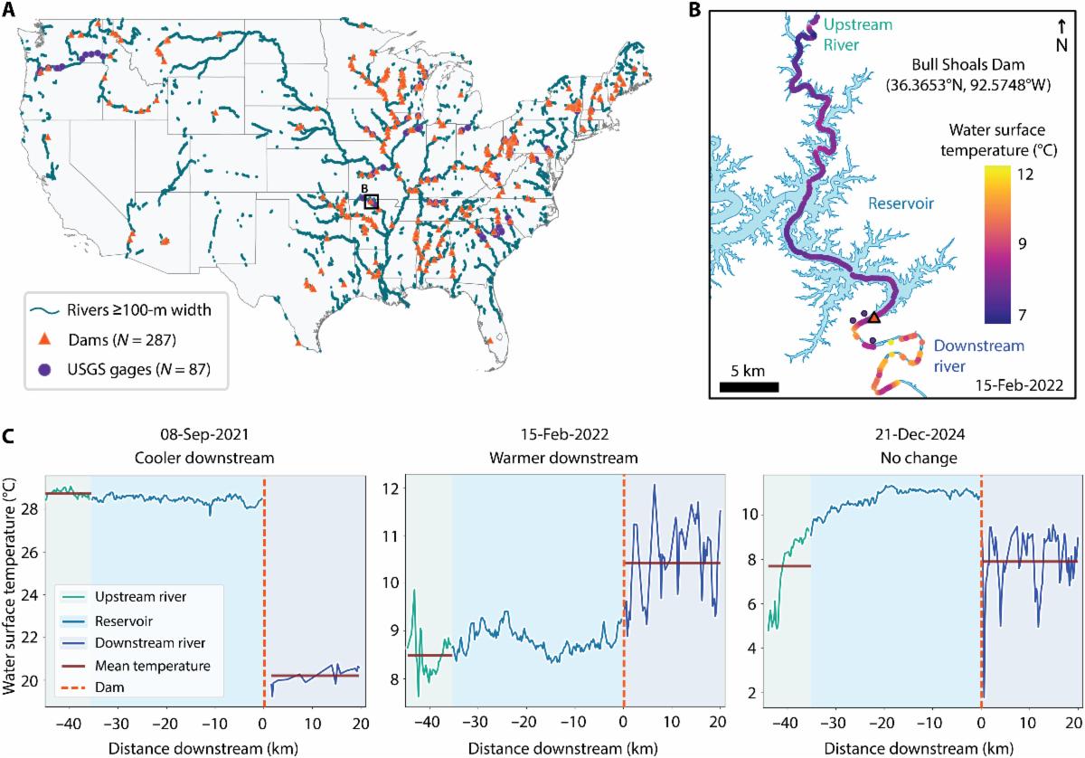 A three-part figure illustrating the impact of dams on river water surface temperatures.  Panel A shows a map of the contiguous United States, highlighting rivers 100 meters or wider in teal, the locations of 287 dams as orange triangles, and 87 USGS stream gages as purple dots. A small box labeled "B" highlights a specific region on the Missouri-Arkansas border.  Panel B is a detailed map of the area outlined in Panel A, focusing on the Bull Shoals Dam and its surrounding reservoir. A color gradient overlays the river path, showing water surface temperatures ranging from 7 degrees Celsius (dark purple) to 12 degrees Celsius (yellow) on February 15, 2022. The map indicates an upstream river flowing into the reservoir, the dam location, and the downstream river segment.  Panel C contains three line graphs plotting water surface temperature (in degrees Celsius) against the distance downstream from the dam (in kilometers). The dam is marked at the 0 km point by a vertical dashed red line.
