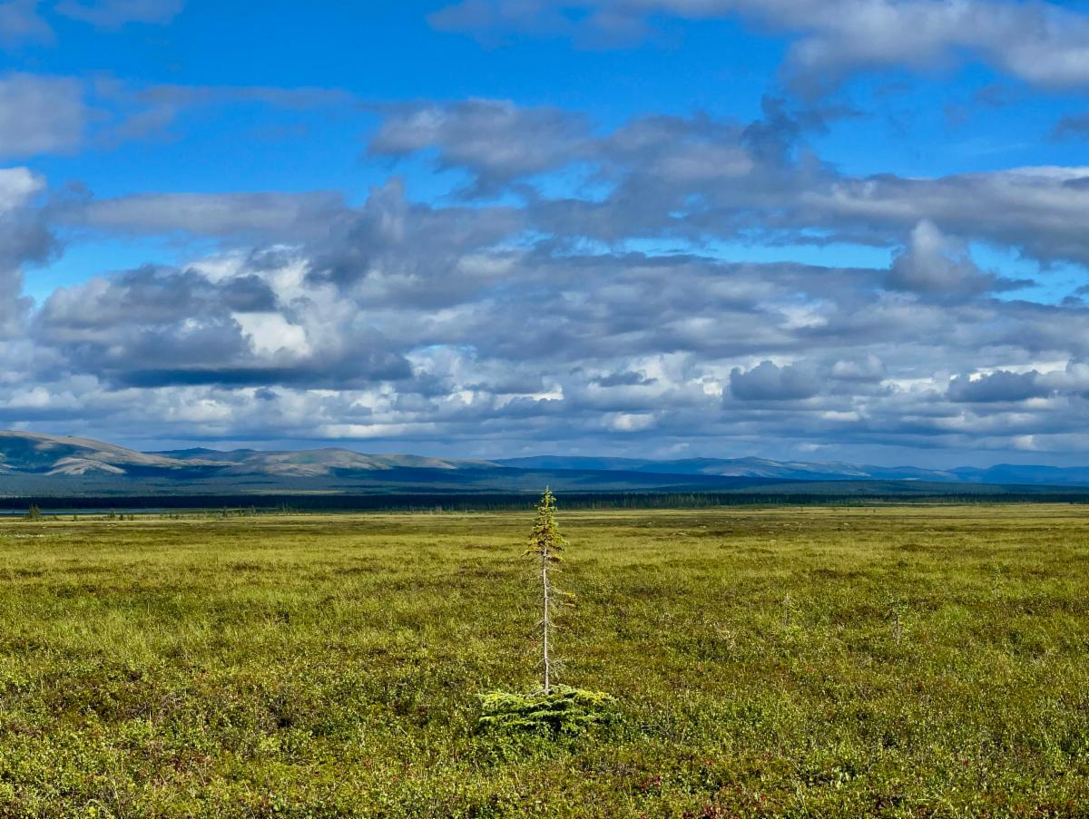Photo of the Seward Peninsula in Alaska. This area has a fast transition from tundra (foreground) to boreal forest (background, warm south facing slopes with dense white spruce).  
