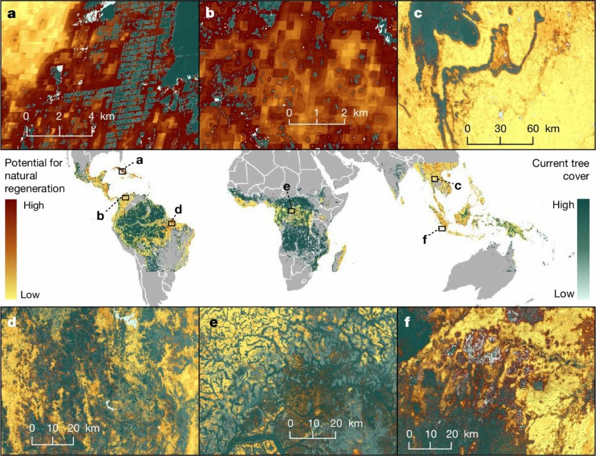 A global map of the potential for natural regeneration in the global topics and subtropics, with inset maps showing areas of high potential natural regeneration.