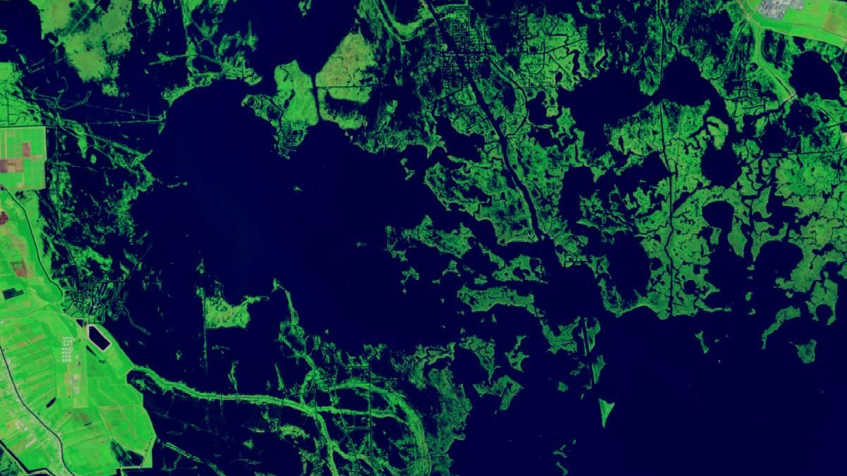 A false-color image shows dark-green wetland areas surrounding the dark-blue waters of Bay Dosgris in coastal Louisiana. The bay, shown here in 2024, has grown in size, and many of the previously marshy areas have become open water.