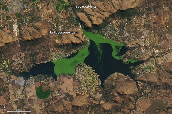 A Landsat image of a mostly brown landscape features a dark-blue reservoir partially covered by bright green algae in the north and center.