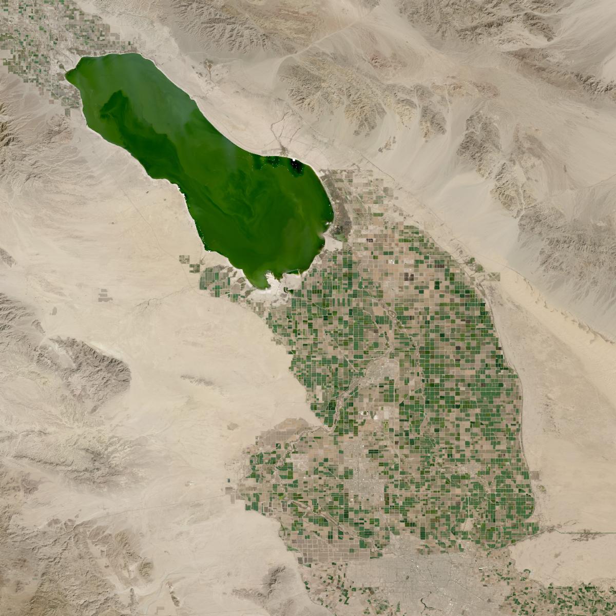 A natural-color HLS L30 image of California's Salton Sea. Crop fields below the sediment-filled water body appear as a grid of rectangle crop fields in varying shades of green.