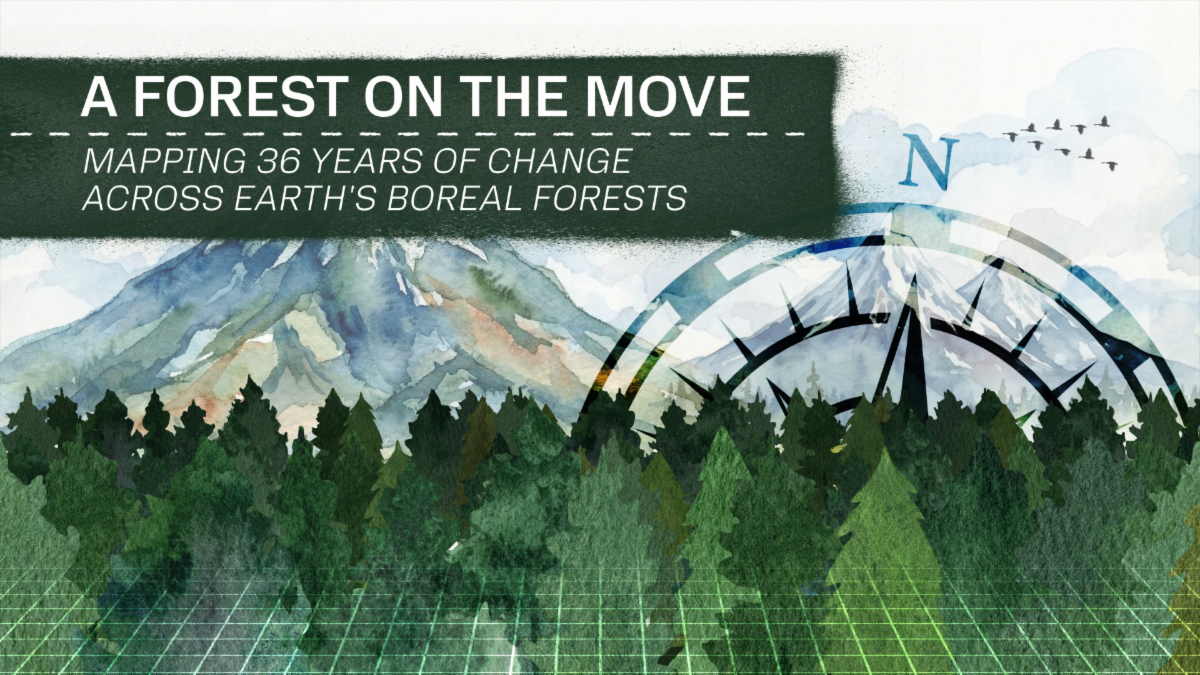 An artist color drawing of trees, a mountain, and a compass with text that reads, "a forest on the movie: mapping 36 years of change across Earth's boreal forests".