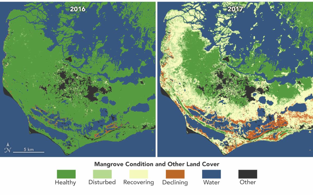 Maps of mangrove condition in southern Florida. On the left, a map from 2016 shows mangroves mostly healthy. On the right, a map from 2017 shows a large extent of mangroves either recovering from disturbance or declining. 