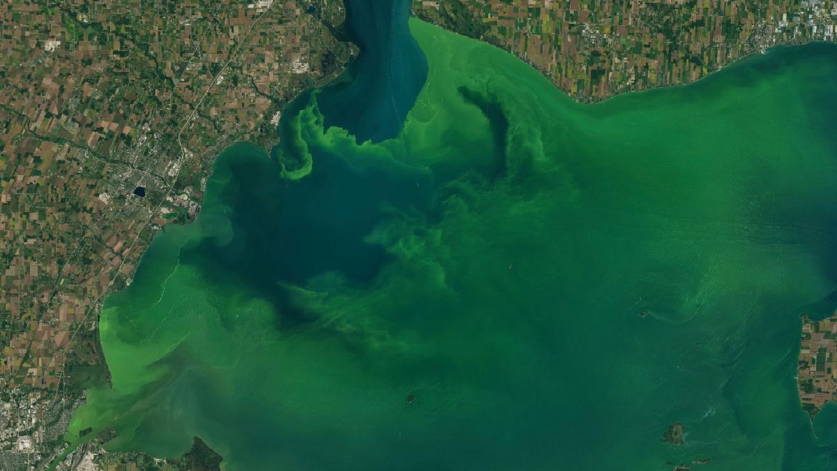 Landsat 8 image of an algae bloom in Lake Erie.