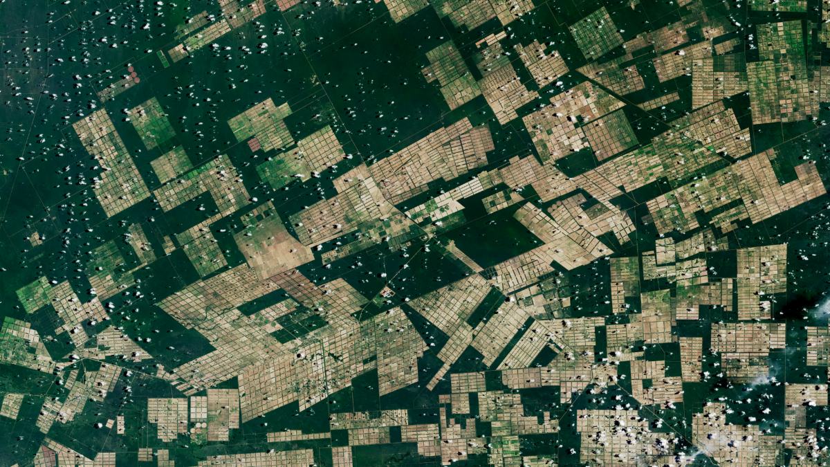 Natural-color image of Paraguay Gran Chaco acquired by Landsat 8 on Feb 12 2025. A pattern of extensive deforestation shows up as beige bare earth against the green forest. 