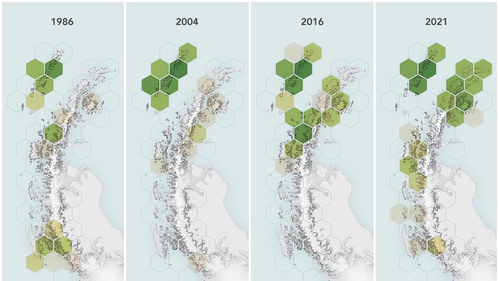 Four panels show the amount of green on the peninsula’s ice-free land. The shade of each hexagon corresponds to the amount of land area where levels of plant greenness and density were high enough to indicate the “almost certain” presence of vegetation. The NDVI values were derived from cloud-free Landsat observations from March of 1986 and 2004, which typically encompasses the end of the growing season.