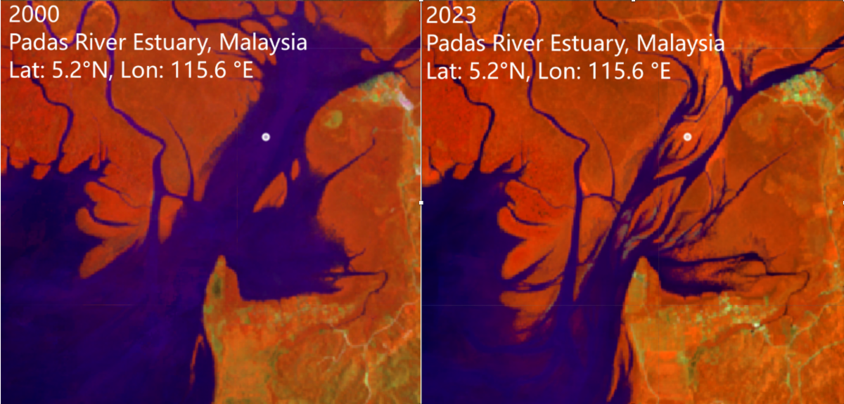 Before and after satellite images show increased coverage of mangrove forests.