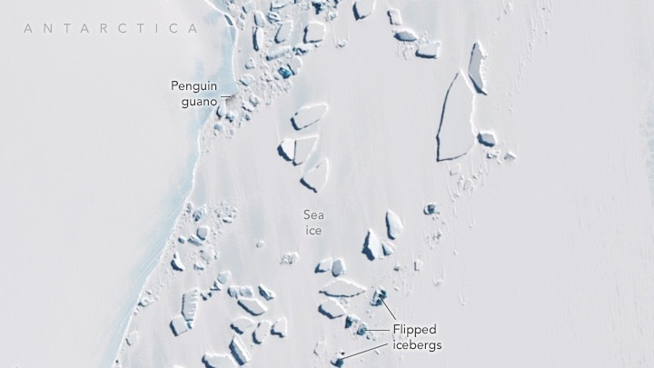 A natural-color Landsat 9 satellite image of blue icebergs near the Amery Ice Shelf in Antarctica. Text in this image pinpoints Antarctica, penguin guano, sea ice, and three flipped icebergs. This image was acquired on October 26, 2024. 