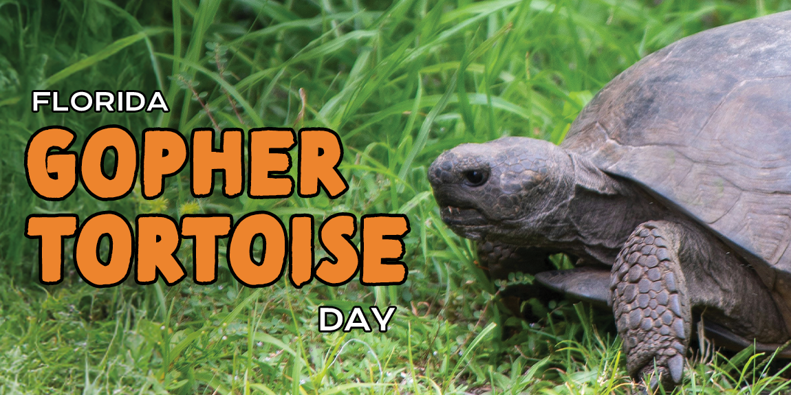 Picture of Florida Gopher Tortoise. 