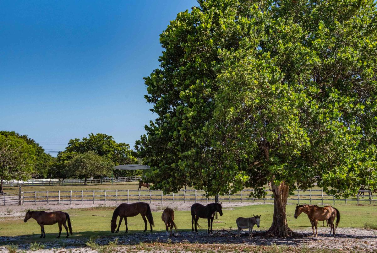 Horses at Tradewinds Park & Stables
