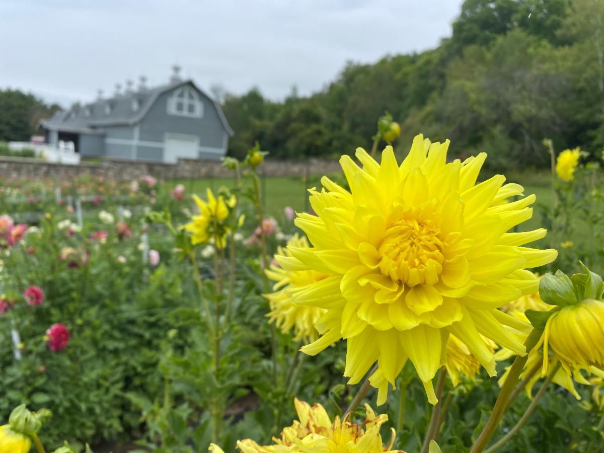 Horseshoe Bay Farms Newsletter