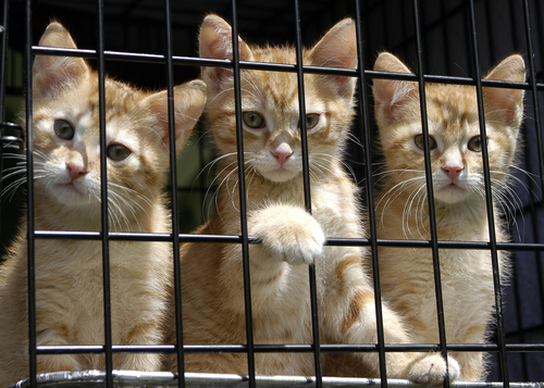 Animal Shelter Orphaned Pet