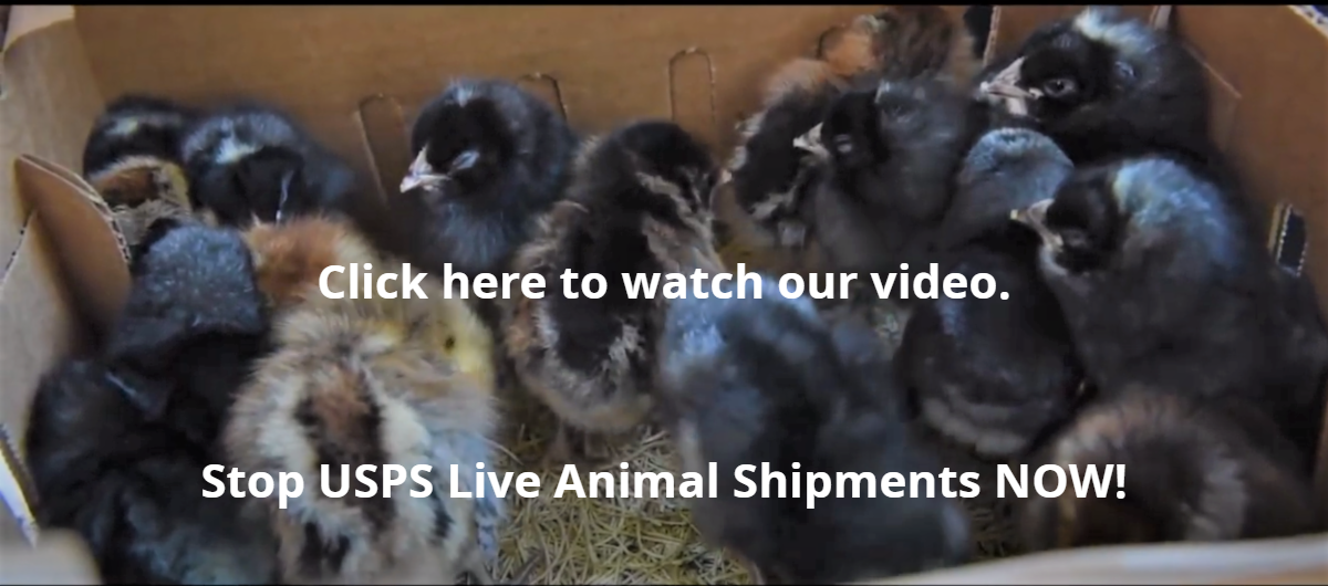 Congressman Ted Lieu urges reform to stop animals dying from USPS live