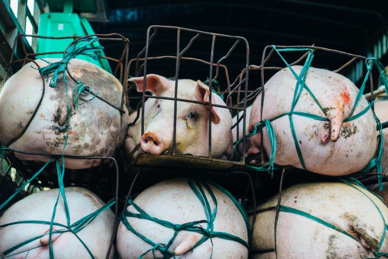 confined factory farm pigs