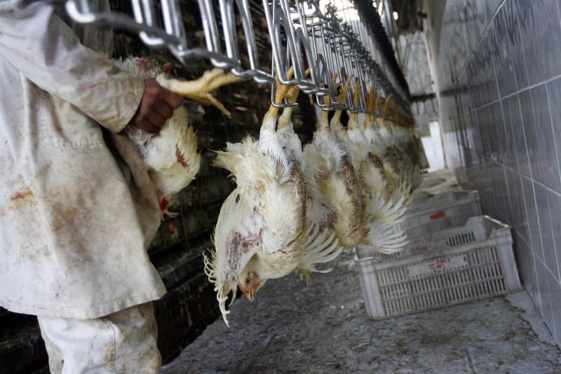 chickens shackled