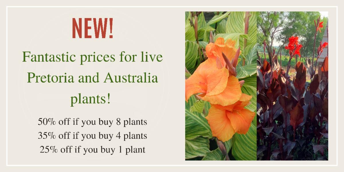 New Plant Discounts! Ask Madison Easy Container Designs with Cannas