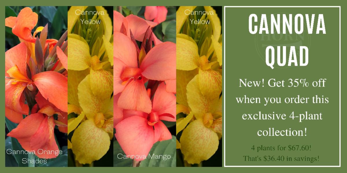 New Plant Discounts! Ask Madison Easy Container Designs with Cannas