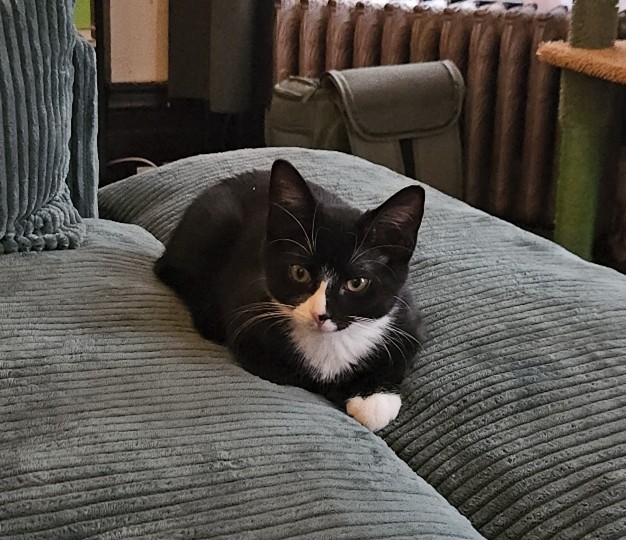 black and white kitten laying on sofa