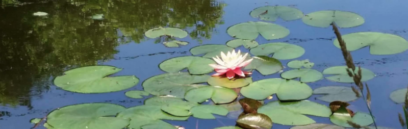 Lotus flower at Sacred Waters