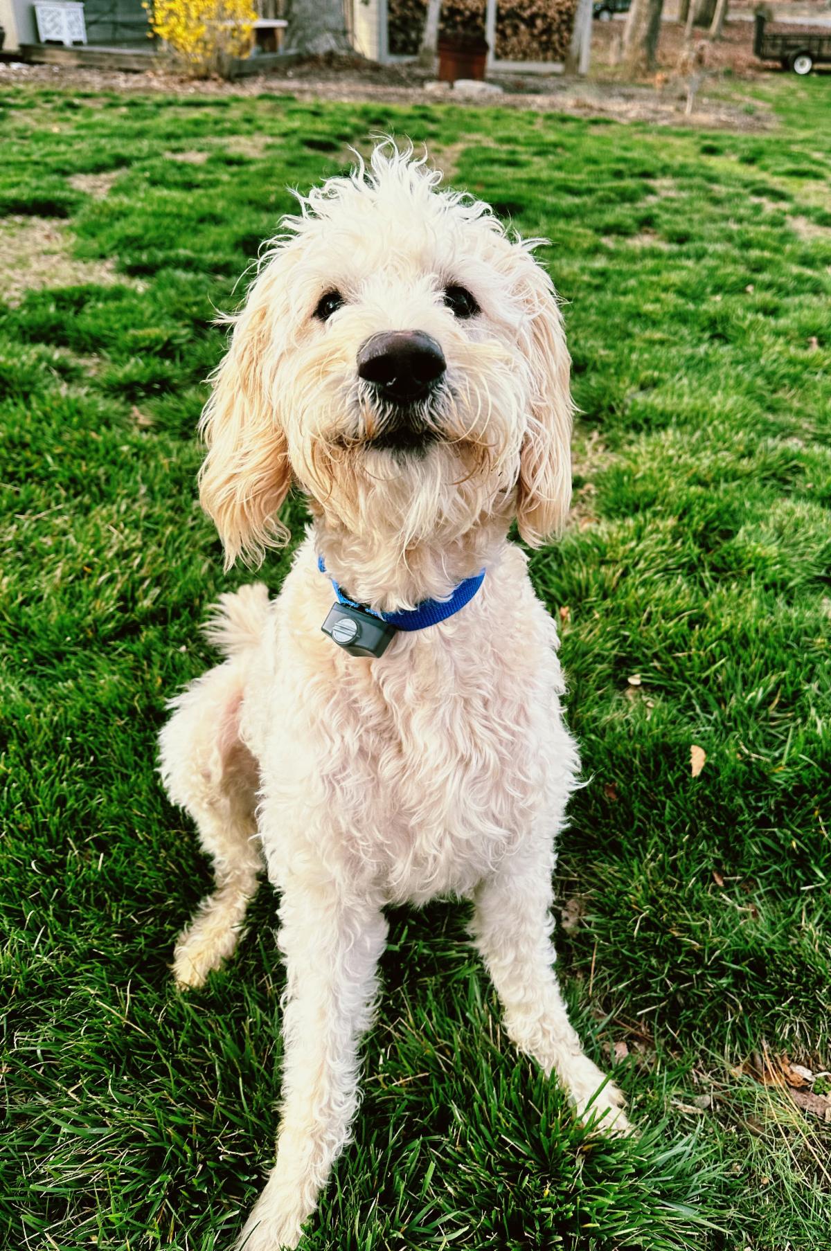 Cooper the labradoodle